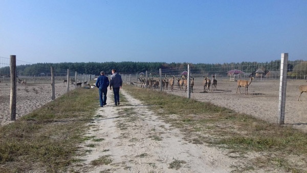 системи огорожі виготовлення оленячі ферми комплексне обслуговування огорожа великих територій Польща